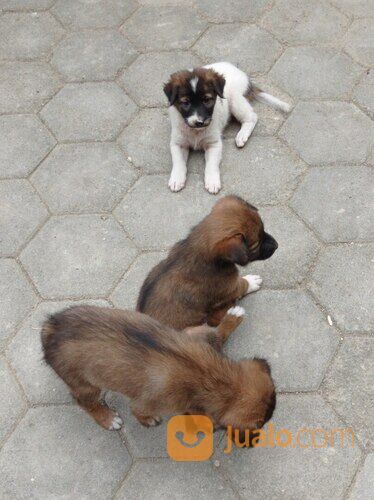 Anjing usia 1 bulan murah jantan