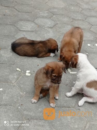 Anjing usia 1 bulan murah jantan