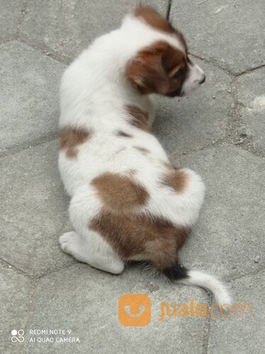 Anjing usia 1 bulan murah jantan
