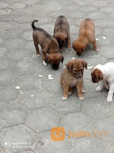 Anjing usia 1 bulan murah jantan