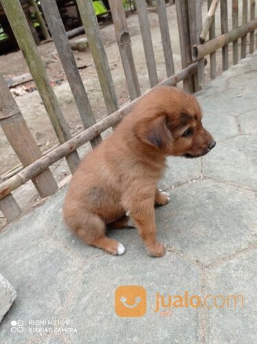 Anjing usia 1 bulan murah jantan