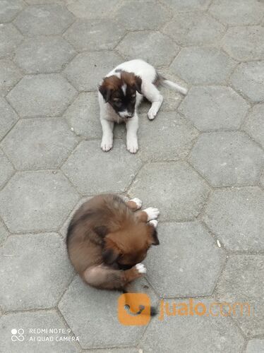 Anjing usia 1 bulan murah jantan