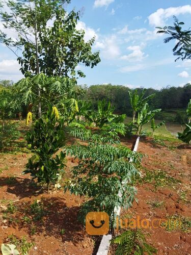 Kavling Taman Buah Jumantono Karanganyar Surakarta Jawa Tengah