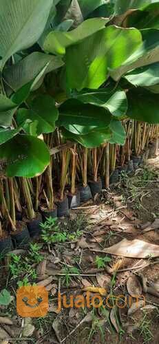 Bibit Tanaman Pisang - Pisangan Calathea lutea Tanaman Hias Indoor