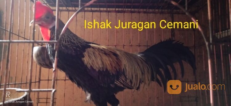 Ayam Bekisar Wido Jinak Mulus Bisa Di Elus Elus Suara Bagus