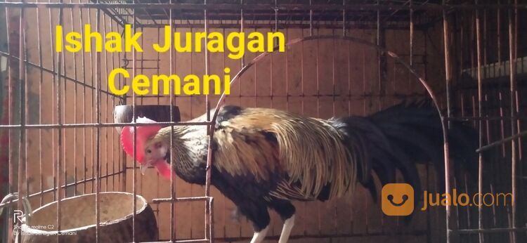 Ayam Bekisar Wido Jinak Mulus Bisa Di Elus Elus Suara Bagus