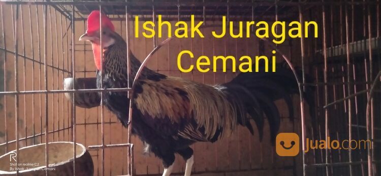 Ayam Bekisar Wido Jinak Mulus Bisa Di Elus Elus Suara Bagus
