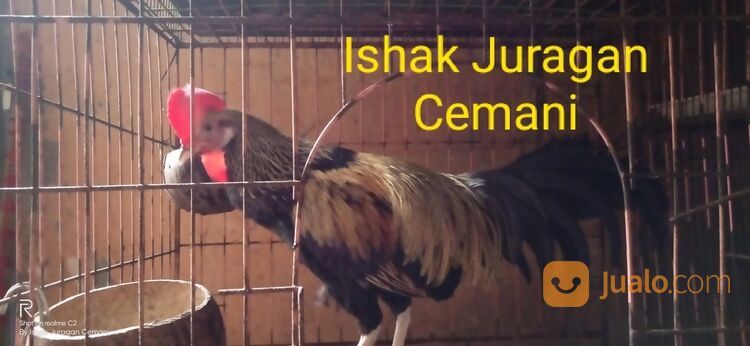 Ayam Bekisar Wido Jinak Mulus Bisa Di Elus Elus Suara Bagus
