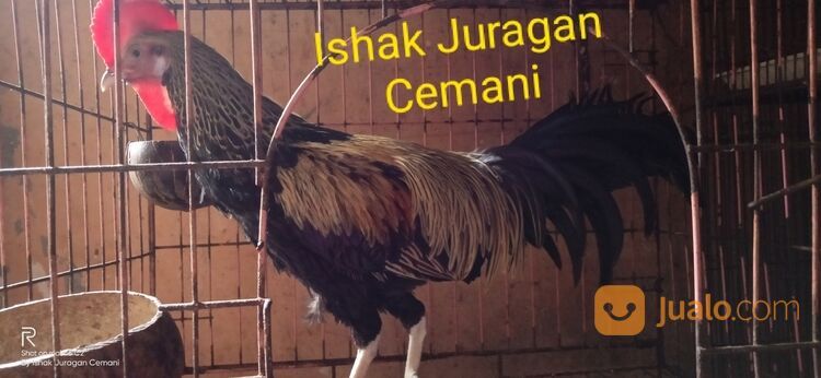 Ayam Bekisar Wido Jinak Mulus Bisa Di Elus Elus Suara Bagus