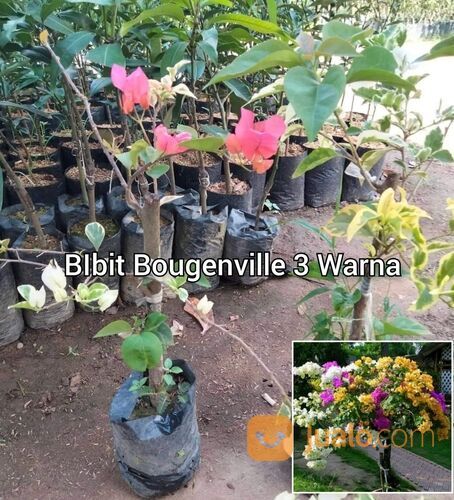 Bougenville Tiga Warna 40 cm
