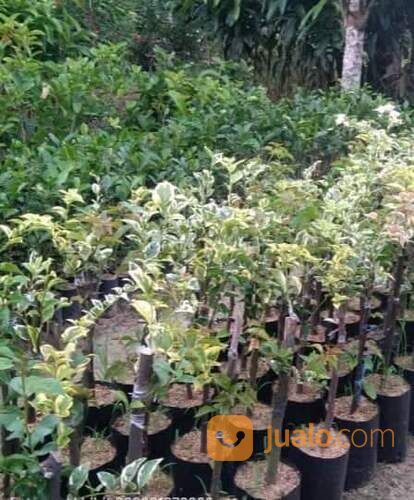 Bougenville Tiga Warna 40 cm