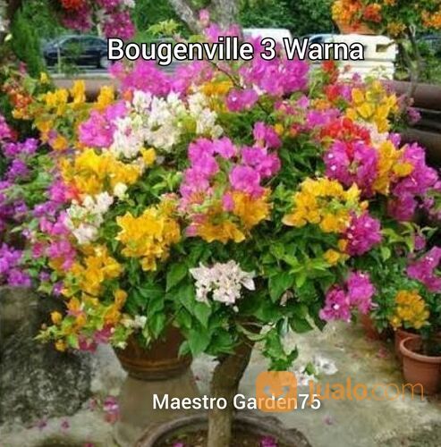 Bougenville Tiga Warna 40 cm