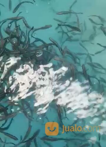 Bibit ikan king cobia