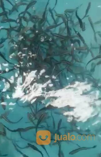 Bibit ikan king cobia