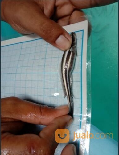 Bibit ikan king cobia