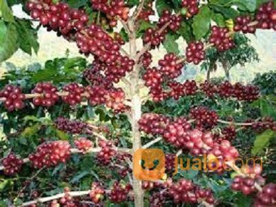 Bibit Tanaman Kopi Arabika - Kopi Kartik / ten / ate - Pendek Berbuah Lebat