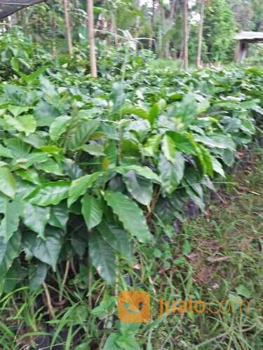 Bibit Tanaman Kopi Arabika - Kopi Kartik / ten / ate - Pendek Berbuah Lebat