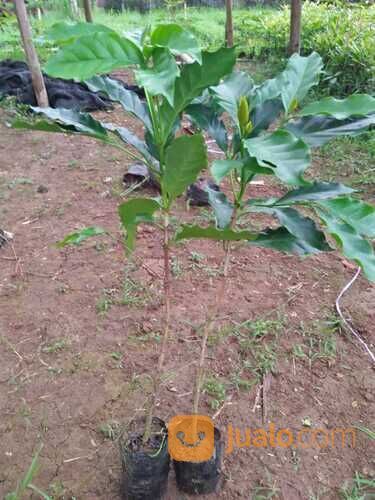 Bibit Tanaman Kopi Arabika - Kopi Kartik / ten / ate - Pendek Berbuah Lebat