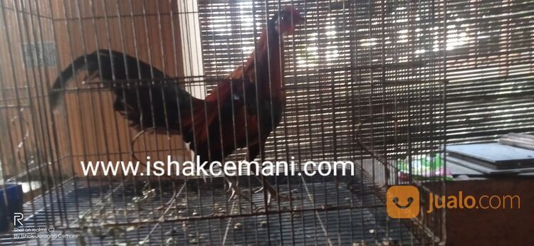 Ayam Hutan Merah Jantan Super Jinak Untuk Koleksi