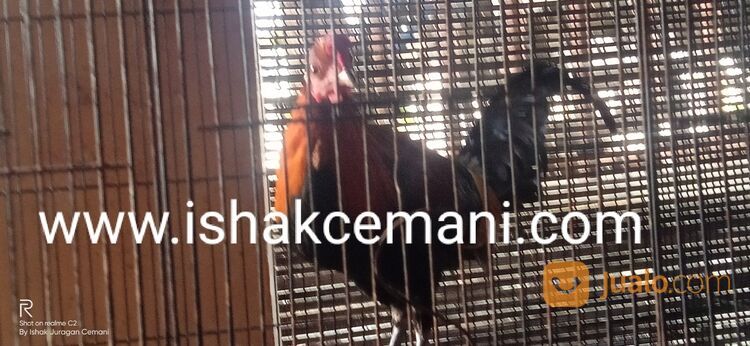 Ayam Hutan Merah Jantan Super Jinak Untuk Koleksi