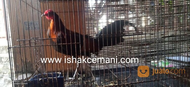 Ayam Hutan Merah Jantan Super Jinak Untuk Koleksi