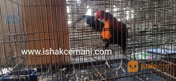 Ayam Hutan Merah Jantan Super Jinak Untuk Koleksi