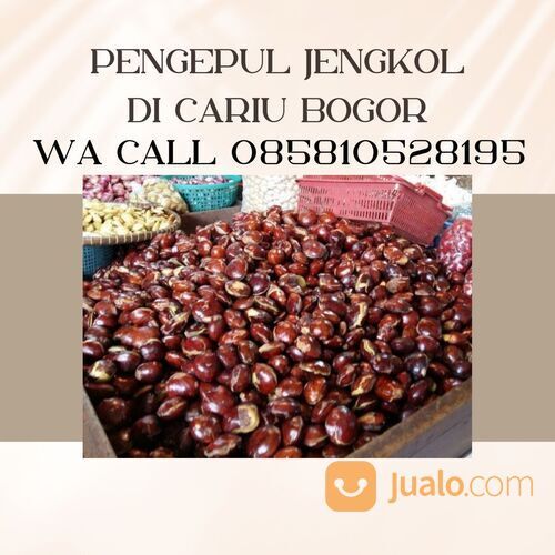 PARTAI BESAR! WA 0858-1052-8195, Pengepul Jengkol Kirim Jakarta Timur