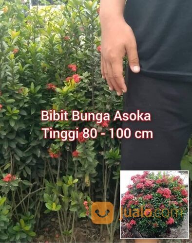 Asoka Bibit Kembang Tinggi 70 - 80 cm