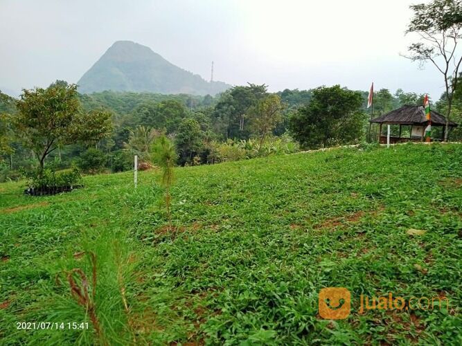 Lahan Kebun Produktif Luas 500 Meter sudah ada Kebun Durian yang Siap Panen Kapan Saja