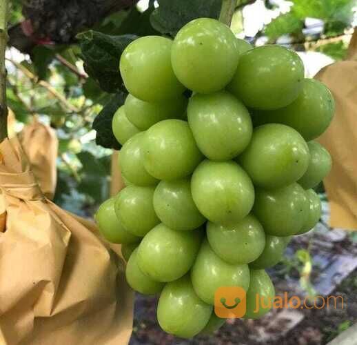 Bibit Tanaman Anggur Shine Muscat Rs kober 5bb - Si Manis Tanpa Biji