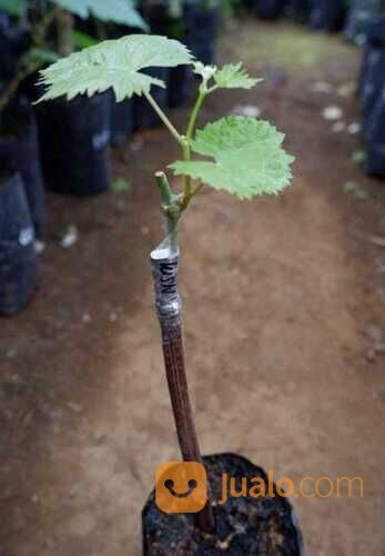 Bibit Tanaman Anggur Shine Muscat Rs kober 5bb - Si Manis Tanpa Biji