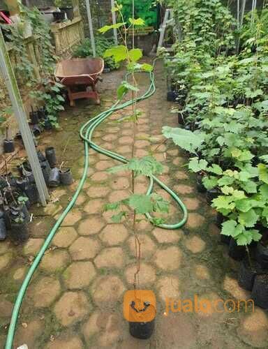 Bibit Tanaman Anggur Shine Muscat Rs kober 5bb - Si Manis Tanpa Biji