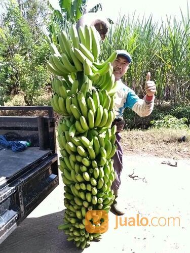 Bibit Tanaman Pisang Fhia17/Mulyo/Dampit - Kultur Jaringa