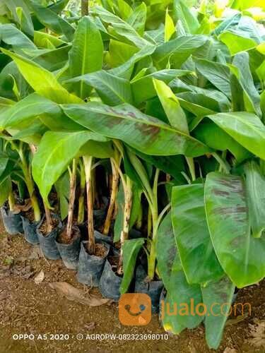 Bibit Tanaman Pisang Fhia17/Mulyo/Dampit - Kultur Jaringa