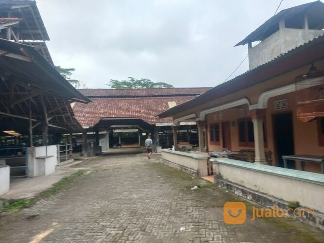 KANDANG SAPI PERAH AKTIF SIAP PAKAI LUAS 1.8HA BLITAR