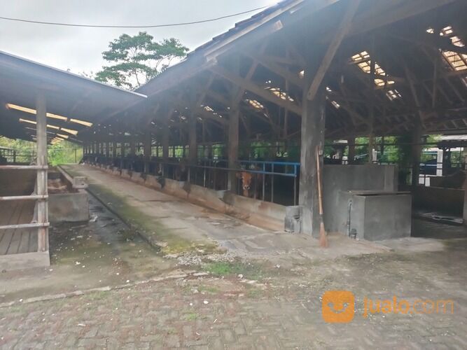 KANDANG SAPI PERAH AKTIF SIAP PAKAI LUAS 1.8HA BLITAR
