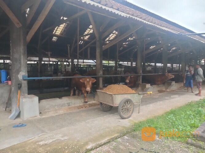 KANDANG SAPI PERAH AKTIF SIAP PAKAI LUAS 1.8HA BLITAR