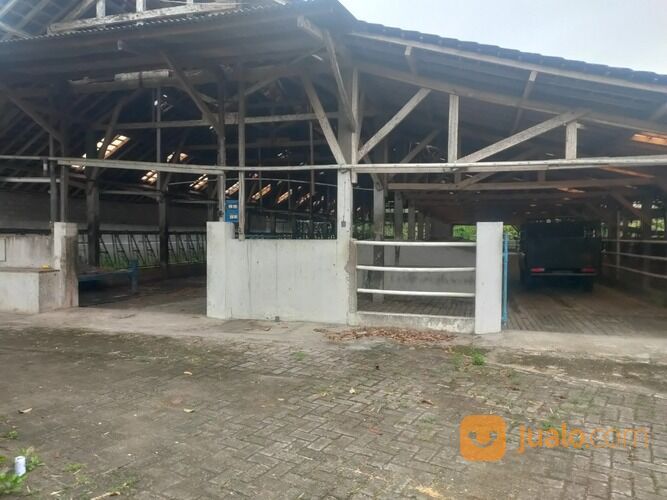 KANDANG SAPI PERAH AKTIF SIAP PAKAI LUAS 1.8HA BLITAR
