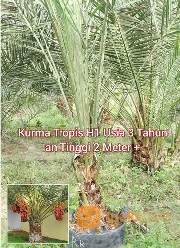 Pohon Kurma Tropis H1 Polybag Besar Usia 3 Tahun an Tinggi 1,5 Meter an