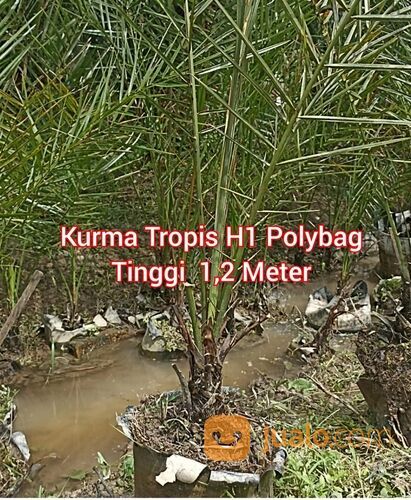 Pohon Kurma Tropis H1 Polybag Besar Usia 3 Tahun an Tinggi 1,5 Meter an