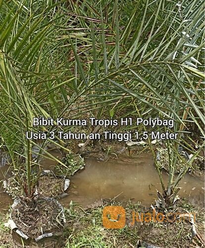 Pohon Kurma Tropis H1 Polybag Besar Usia 3 Tahun an Tinggi 1,5 Meter an