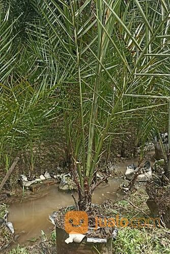 Pohon Kurma Tropis H1 Polybag Besar Usia 3 Tahun an Tinggi 1,5 Meter an