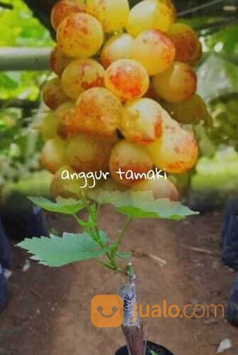 Bibit Tanaman Anggur Import Tamaki - rs kober 5bb - Mudah Dibuahkan