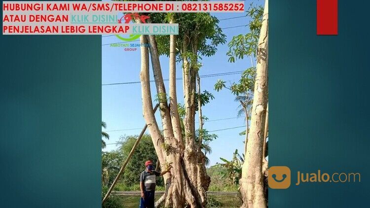 Pohon Pule Kabupaten Blora Unggul 081272952618 Bergaransi
