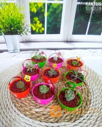 Kaktus Sukulen dan Pot