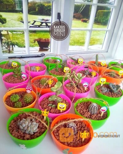 Kaktus Sukulen dan Pot