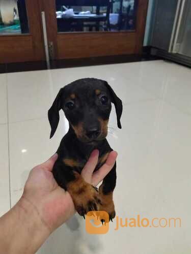 Anjing Tekel Anak Induk