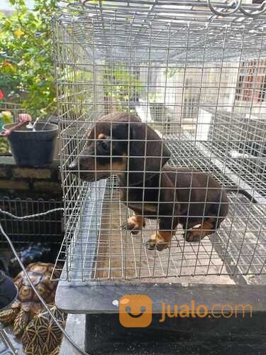 Anjing Tekel Anak Induk