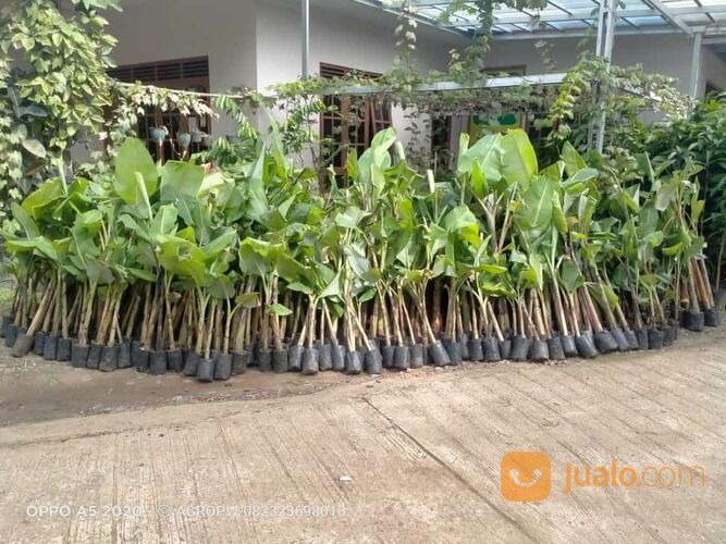 Bibit Tanaman Pisang Klutuk / kluthuk / batu - Campuran rujak