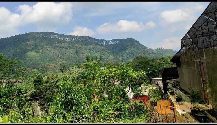 Tanah Perkebunan dan Villa Nongkojajar Purwodadi Pasuruan